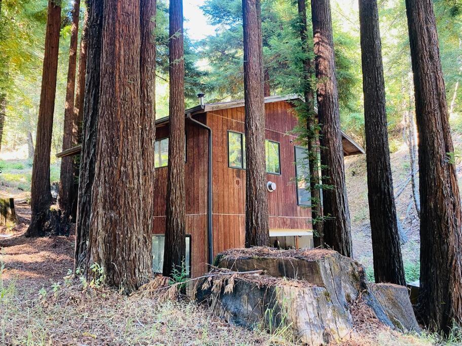 Little House In The Redwoods With A Hot Tub! Daire Garberville Dış mekan fotoğraf